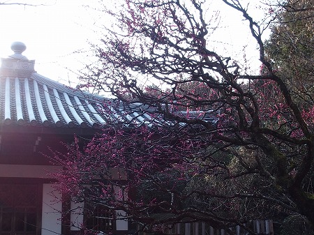 龍安寺桜