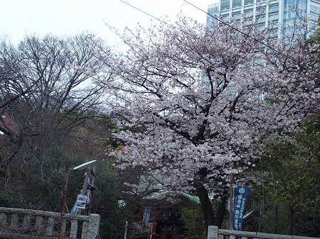 芝公園の桜